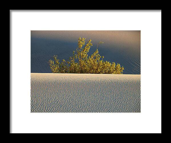 Mesquite Framed Print featuring the photograph Dawn Mesquite by Joe Schofield