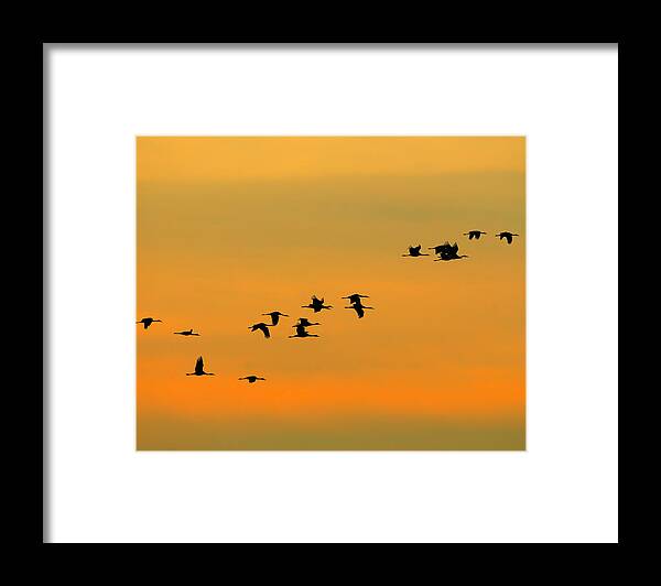 Sandhill Crane Framed Print featuring the photograph Dawn Migration by Tony Beck