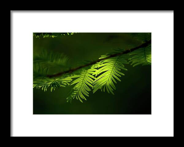 Metasequoia Glyptostroboides Framed Print featuring the photograph Dawn Redwood Foliage by Simon Fraser/science Photo Library