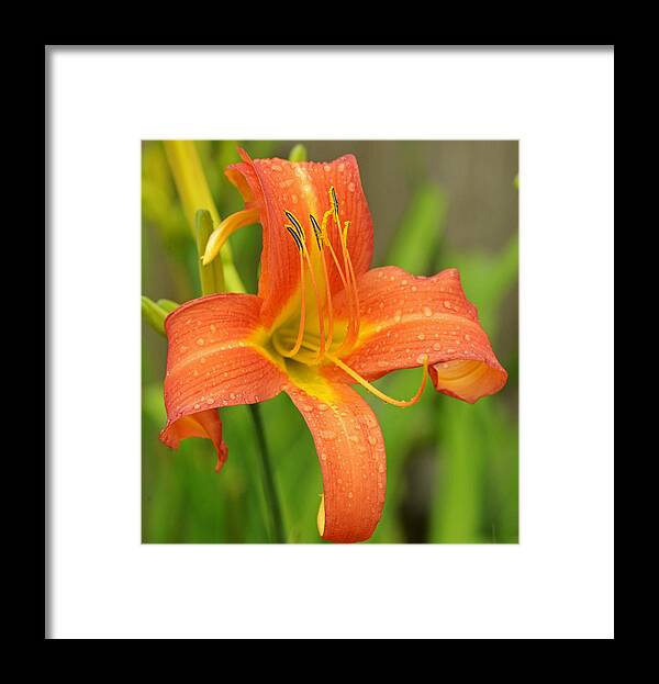 Day Lily Framed Print featuring the photograph Day Lilly by Ken Stampfer