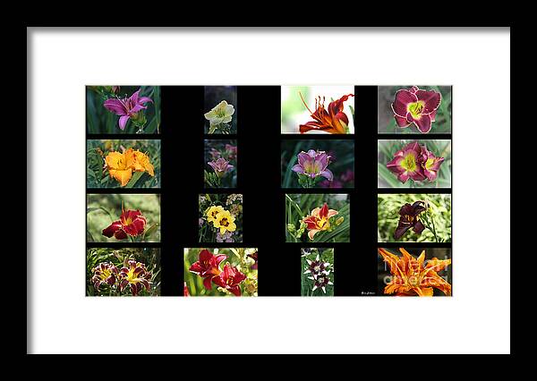 Day Lilies Framed Print featuring the photograph Day lily Collage by Yumi Johnson