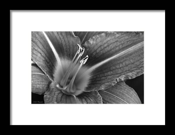 Lily Framed Print featuring the photograph Day Lily In Black and White by Jeanette C Landstrom