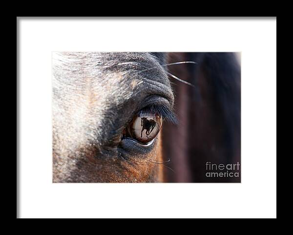 Horse Framed Print featuring the photograph Daydream of a Horse by Lincoln Rogers