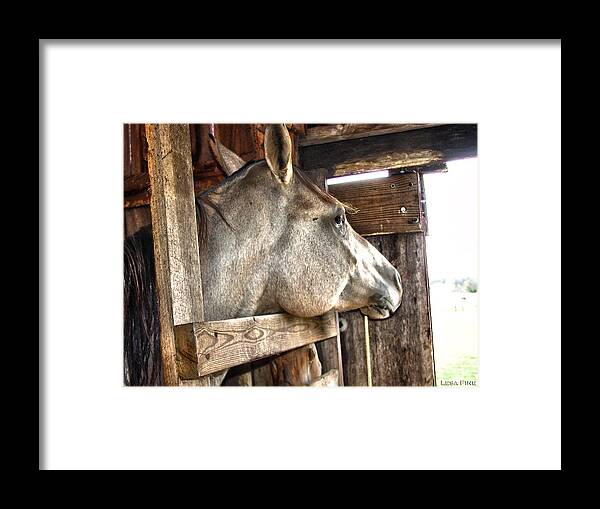Spotted Horse Framed Print featuring the digital art Daydreaming by Lesa Fine