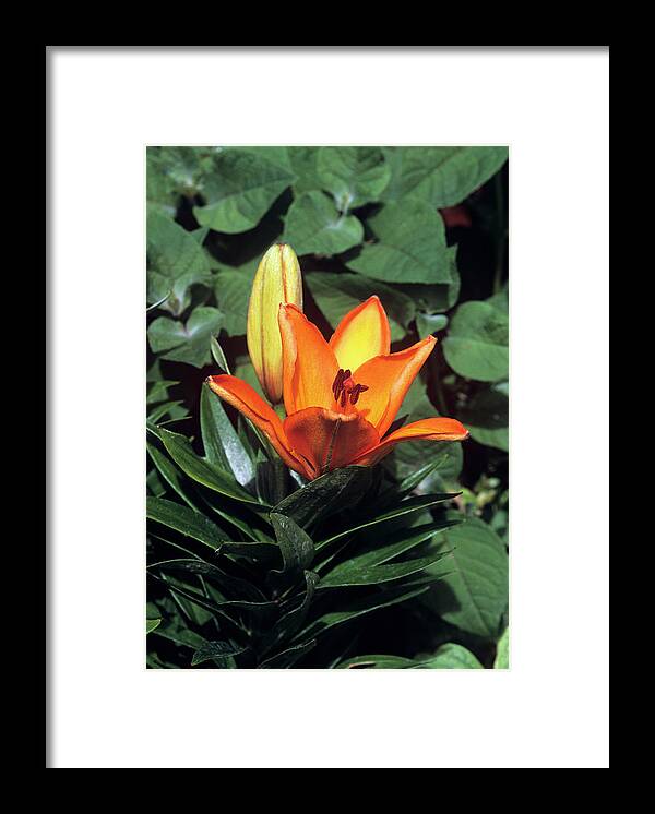 'orange Pixie' Framed Print featuring the photograph Daylily (hemerocallis 'orange Pixie') by Tony Wood/science Photo Library