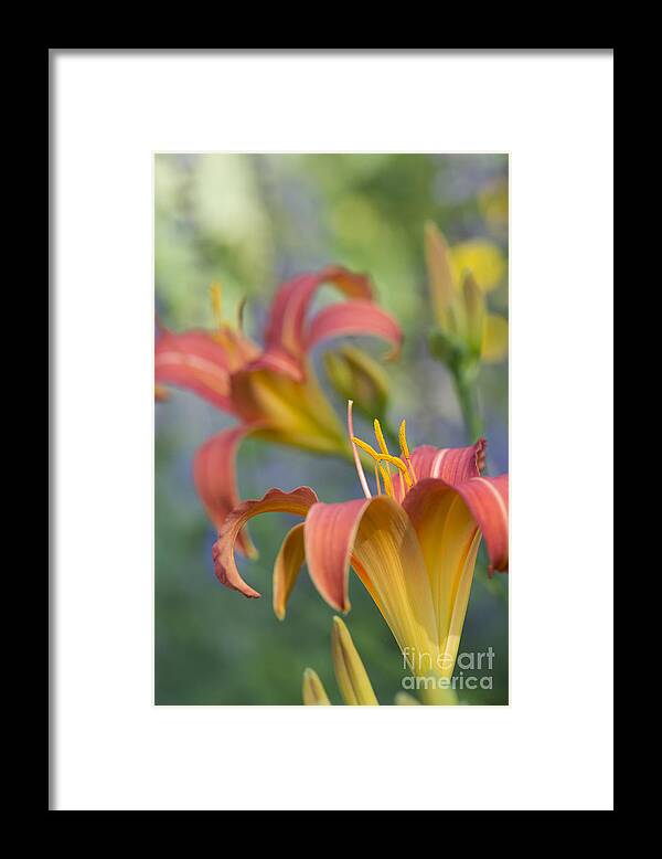 Daylily Framed Print featuring the photograph Daylily Hemerocallis Pink Prelude by Tim Gainey