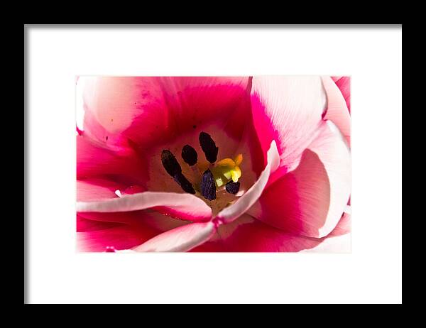 Daylily Framed Print featuring the photograph Daylily by Joel Loftus