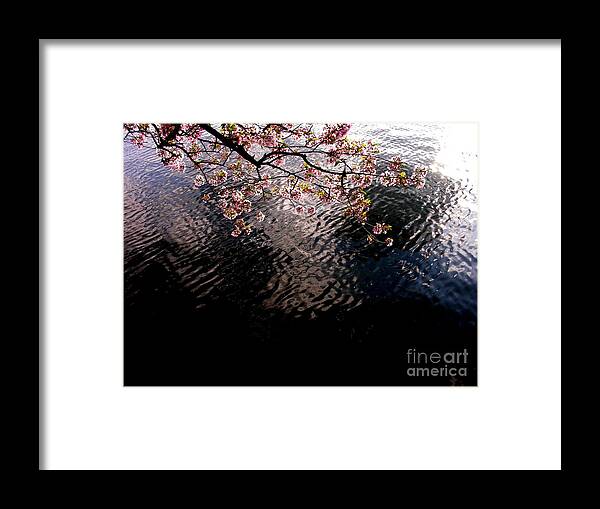 Washington Dc Framed Print featuring the photograph DC Cherry and Black by Jacqueline M Lewis