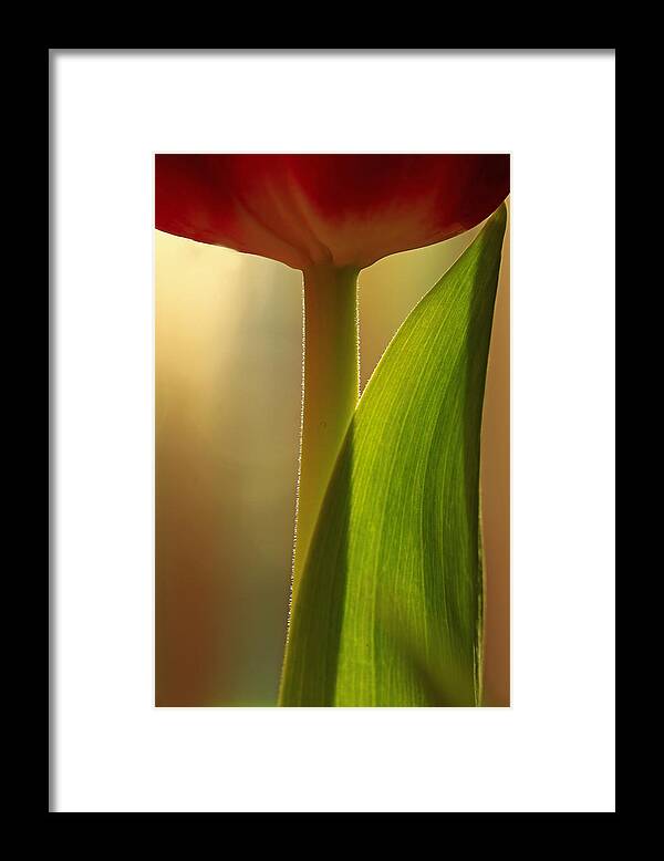 Flower Framed Print featuring the photograph Vertical Tulip by Bob Cournoyer