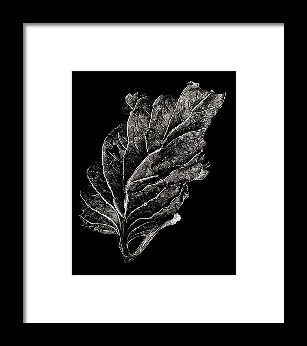 Leaf Framed Print featuring the photograph Dead Leaf 12 by Robert Woodward