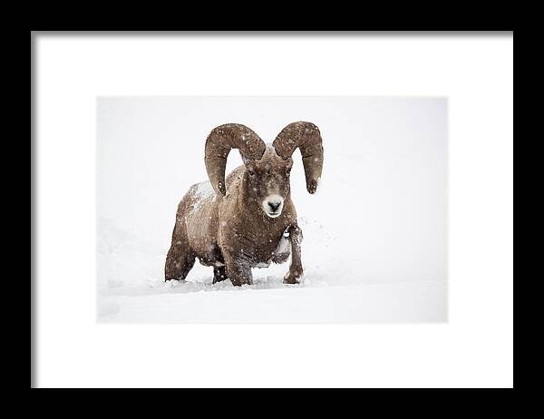 Bighorn Sheep Framed Print featuring the photograph Dead of Winter by Sandy Sisti