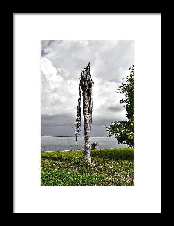 Matlacha Framed Print featuring the photograph Dead Palm by Timothy Lowry