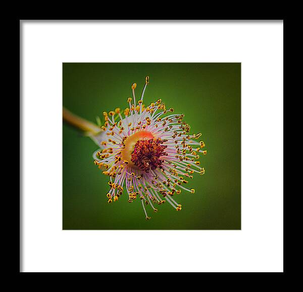 Flower Framed Print featuring the photograph Death Of A Flower by Bill and Linda Tiepelman