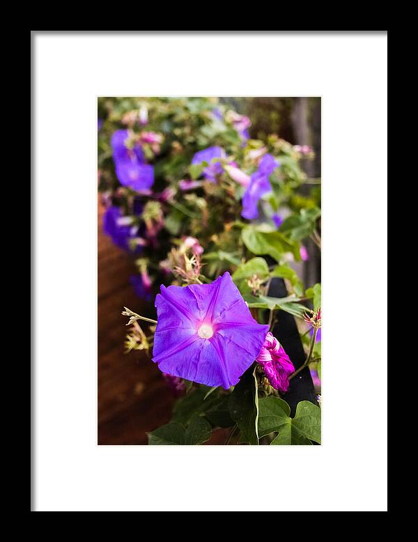 Flower Framed Print featuring the photograph Deck flower by Kathleen McGinley
