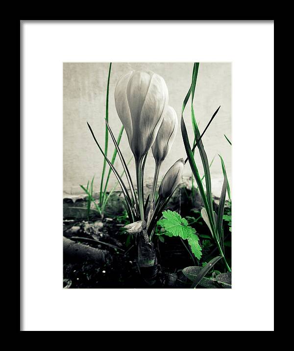 Crocus Framed Print featuring the photograph Decolored by Ioanna Papanikolaou