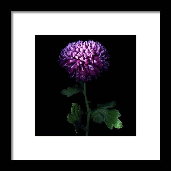 Freshness Framed Print featuring the photograph Deep Purple... Chrysanthemum by Photograph By Magda Indigo