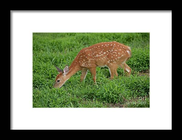 Deer Framed Print featuring the photograph Deer 46 by Cassie Marie Photography