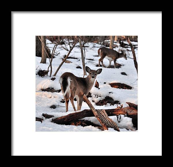 Deer Framed Print featuring the photograph Deer and Snow by Russel Considine