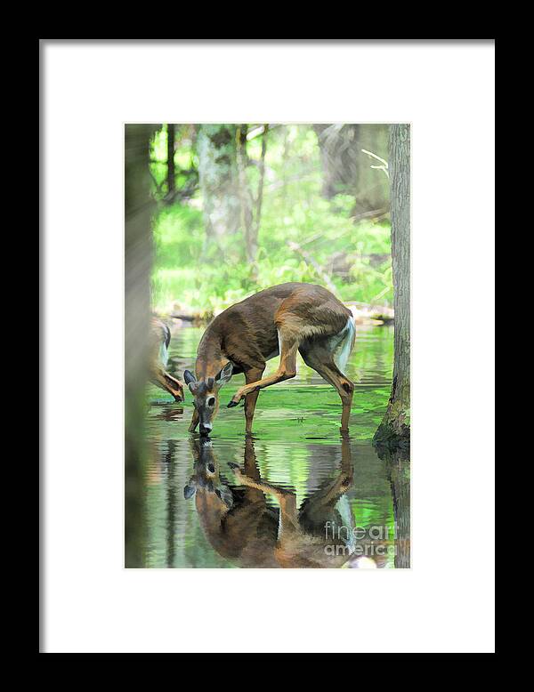 Deer Framed Print featuring the photograph Deer drinking water and scratching head by Dan Friend