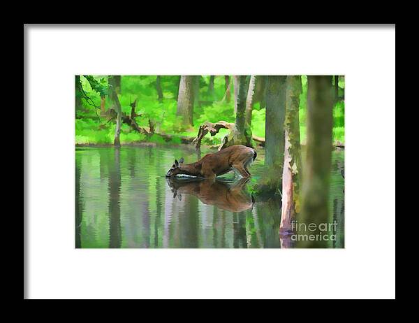 Deer Framed Print featuring the photograph Deer drinking water by Dan Friend