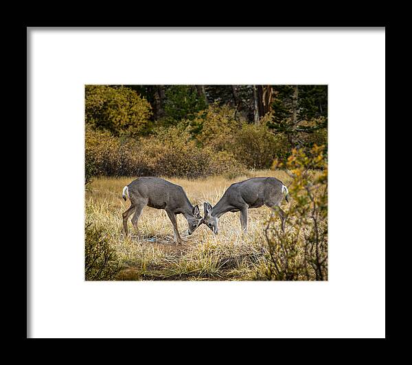 Deer Framed Print featuring the photograph Deer Games by Janis Knight
