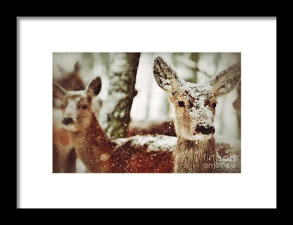Closeup Framed Print featuring the photograph Deer in the snow by Nick Biemans