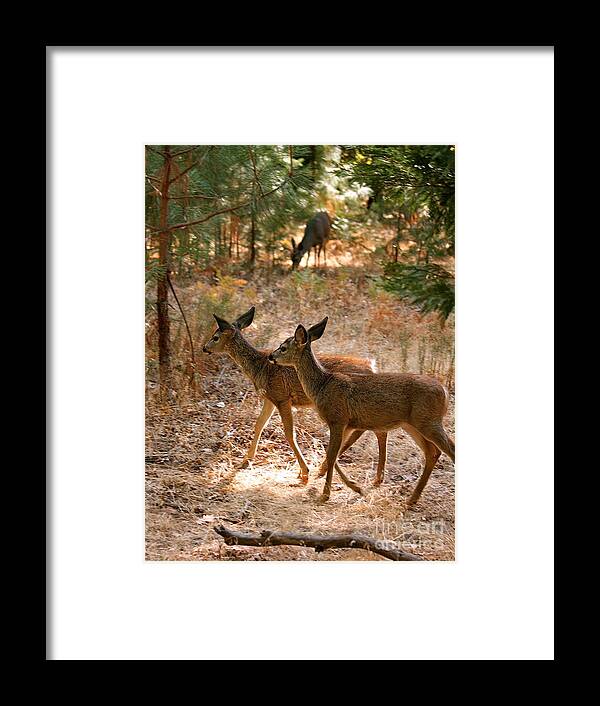 Deer Framed Print featuring the photograph Deer in the Forest by Lisa Billingsley