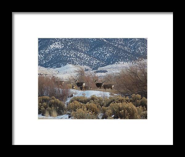 Deer Framed Print featuring the photograph Deer In Winter by Deborah Moen