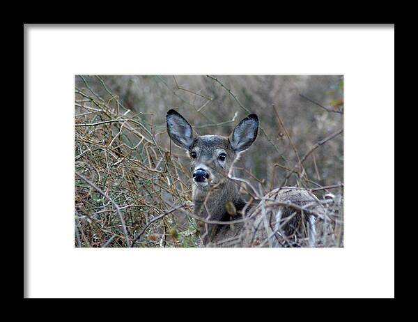 Karen Silvestri Framed Print featuring the photograph Deer by Karen Silvestri