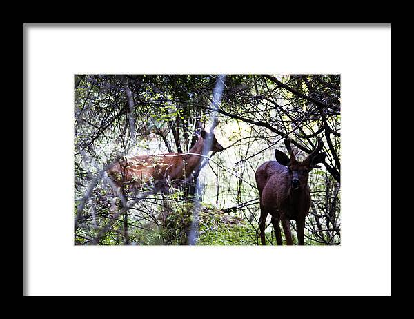 Deers Framed Print featuring the photograph Deer Looking for Food by Edward Hawkins II