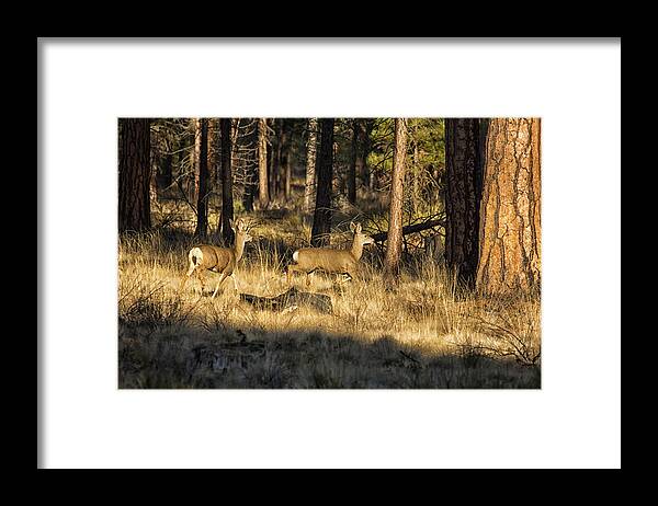 Deer Framed Print featuring the photograph Deer on the Run by Belinda Greb