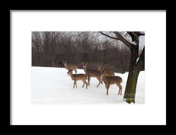Nature Deer Framed Print featuring the photograph Deer Photography - Michigan Deer Herd Winter Snow Landscape by Kathy Fornal