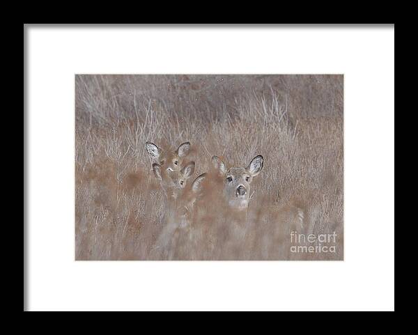 Winter Deer Framed Print featuring the photograph Deer Soft by Randy Bodkins