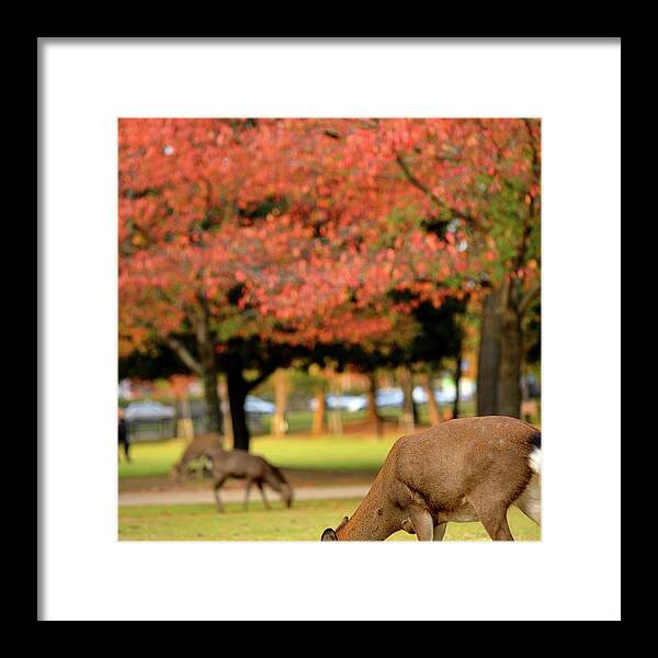 Grass Framed Print featuring the photograph Deers In Nara Under Read Leaves by Wilfred Y Wong