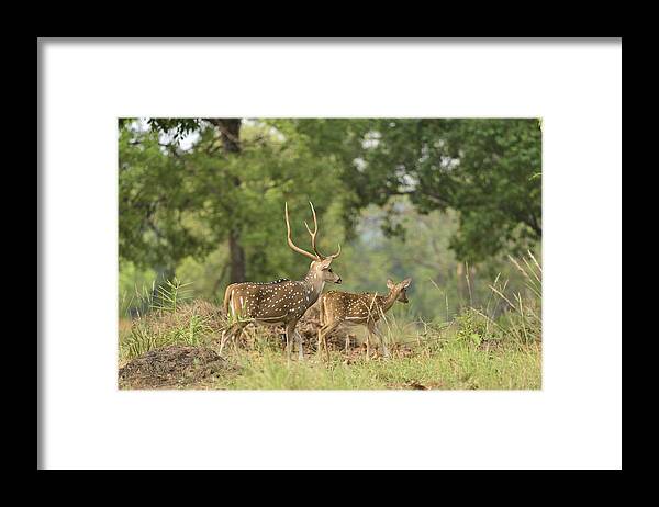 Deer Framed Print featuring the photograph Deerscape by Fotosas Photography