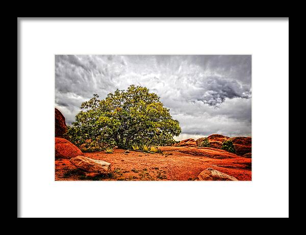 Nature Framed Print featuring the photograph Defying the Storm by Lincoln Rogers