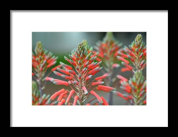 Aloe Framed Print featuring the photograph Delicate Aloe - Botanical Photography by Sharon Cummings by Sharon Cummings