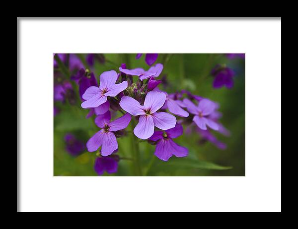 Blooms Framed Print featuring the photograph Delicate Blooms by Marisa Geraghty Photography