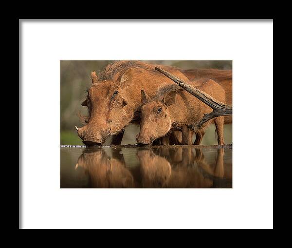 Warthog Framed Print featuring the photograph Delicate by Jaco Marx