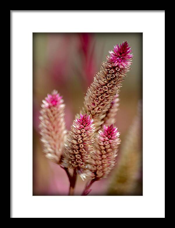 Flowers Framed Print featuring the photograph Delicate Pink by Amanda Vouglas