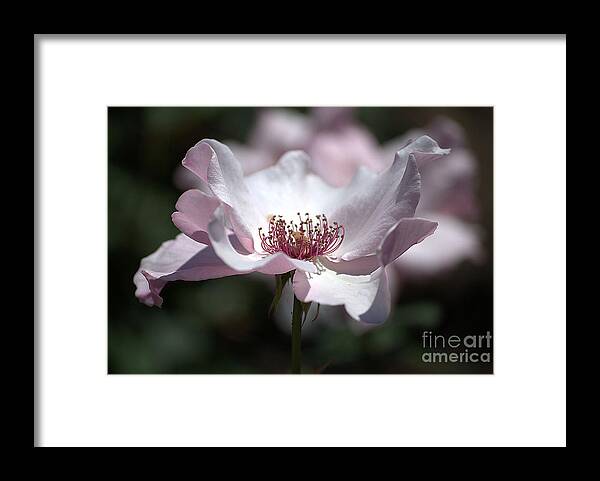 Rose Framed Print featuring the photograph Delicate Pink by Sharon Elliott