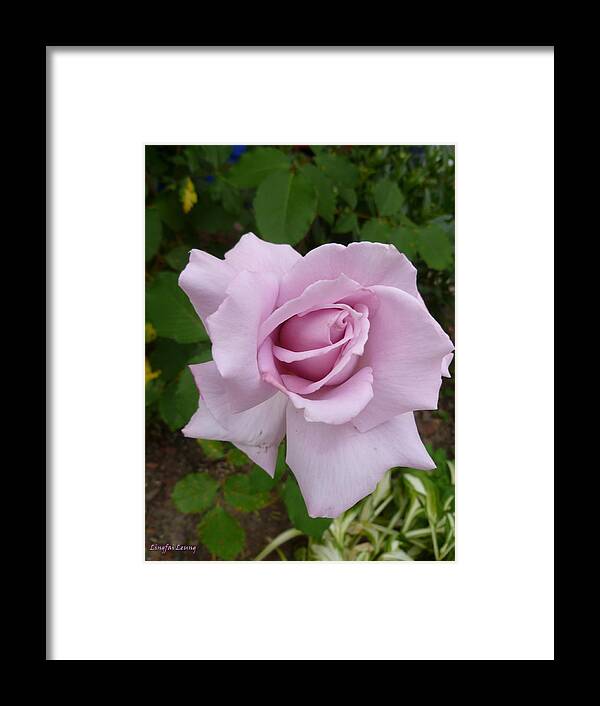 Rose Photograph Framed Print featuring the photograph Delicate Purple Rose by Lingfai Leung