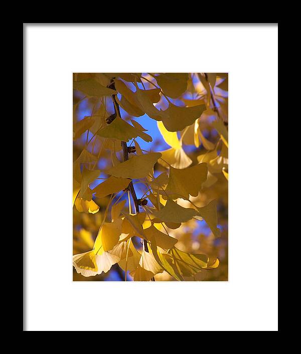 Yellow Framed Print featuring the photograph Delicate yellow by Jewels Hamrick