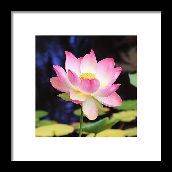 Lotus Framed Print featuring the photograph Delight 24 x 24 by James Knight