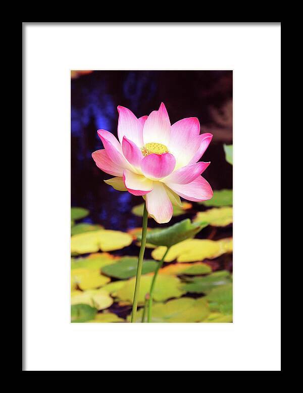 Pink Lotus Framed Print featuring the photograph Delight by James Knight