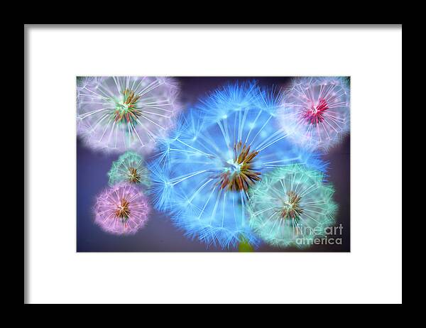 Colour Framed Print featuring the photograph Delightful Dandelions by Donald Davis