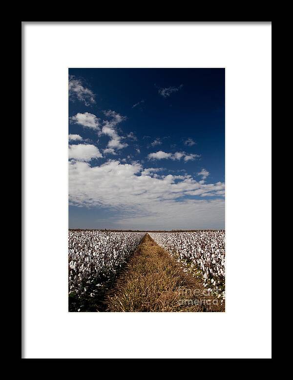 Cotton Framed Print featuring the photograph Delta Gold by T Lowry Wilson