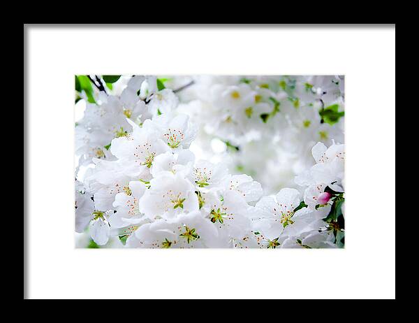 Flowers Framed Print featuring the photograph Depth Perception by Greg Fortier