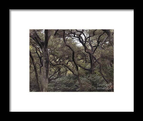 Forest Framed Print featuring the photograph Descanso Oaks 3 by Laura Hamill