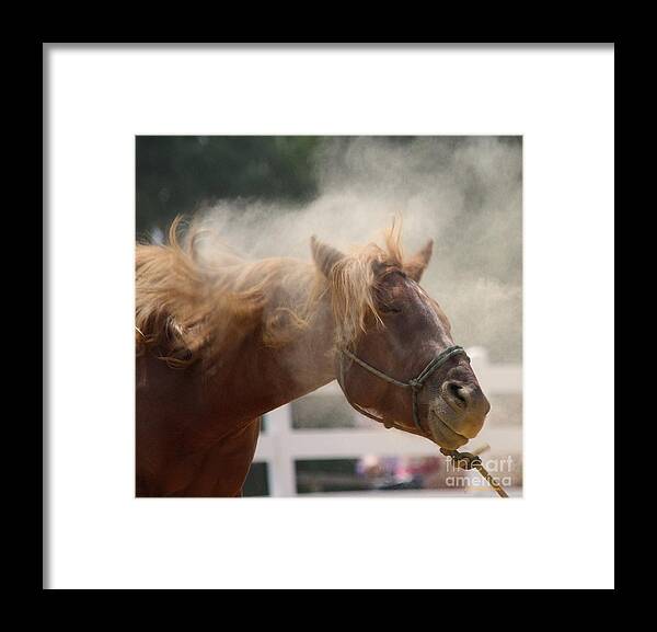 Horse Framed Print featuring the photograph Desensitize by Veronica Batterson